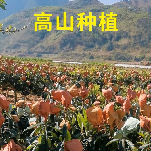 盐津县大五星枇杷 五星枇杷新鲜水果枇杷果当季应季云南昭通米易大果润肺大甜琵琶