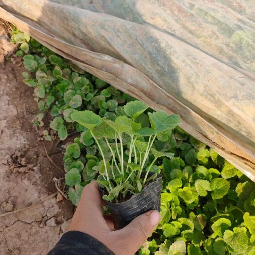 青州市蜀葵花 蜀葵  多年生  基地直供质优价廉