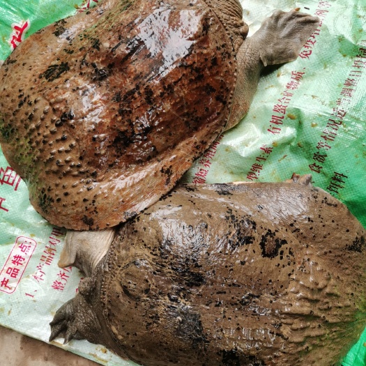 黄沙鳖  出售自家养殖，自然过冬。广西特色甲鱼，石龟等