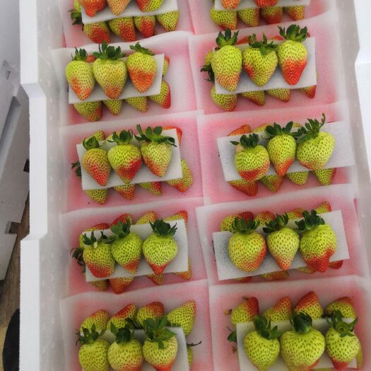 会泽县夏季草莓蒙特瑞