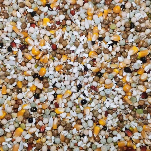 天津精品鸽粮红花籽（饱满光亮，干净新货297482771微）