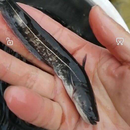 大口鲶鱼苗7到9公分大量供应