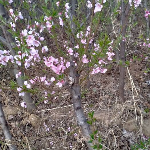 正定县苹果树苗 大量出售，各种规格苹果树，桃树，核桃树