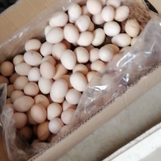都匀市鸡种蛋  优质种蛋