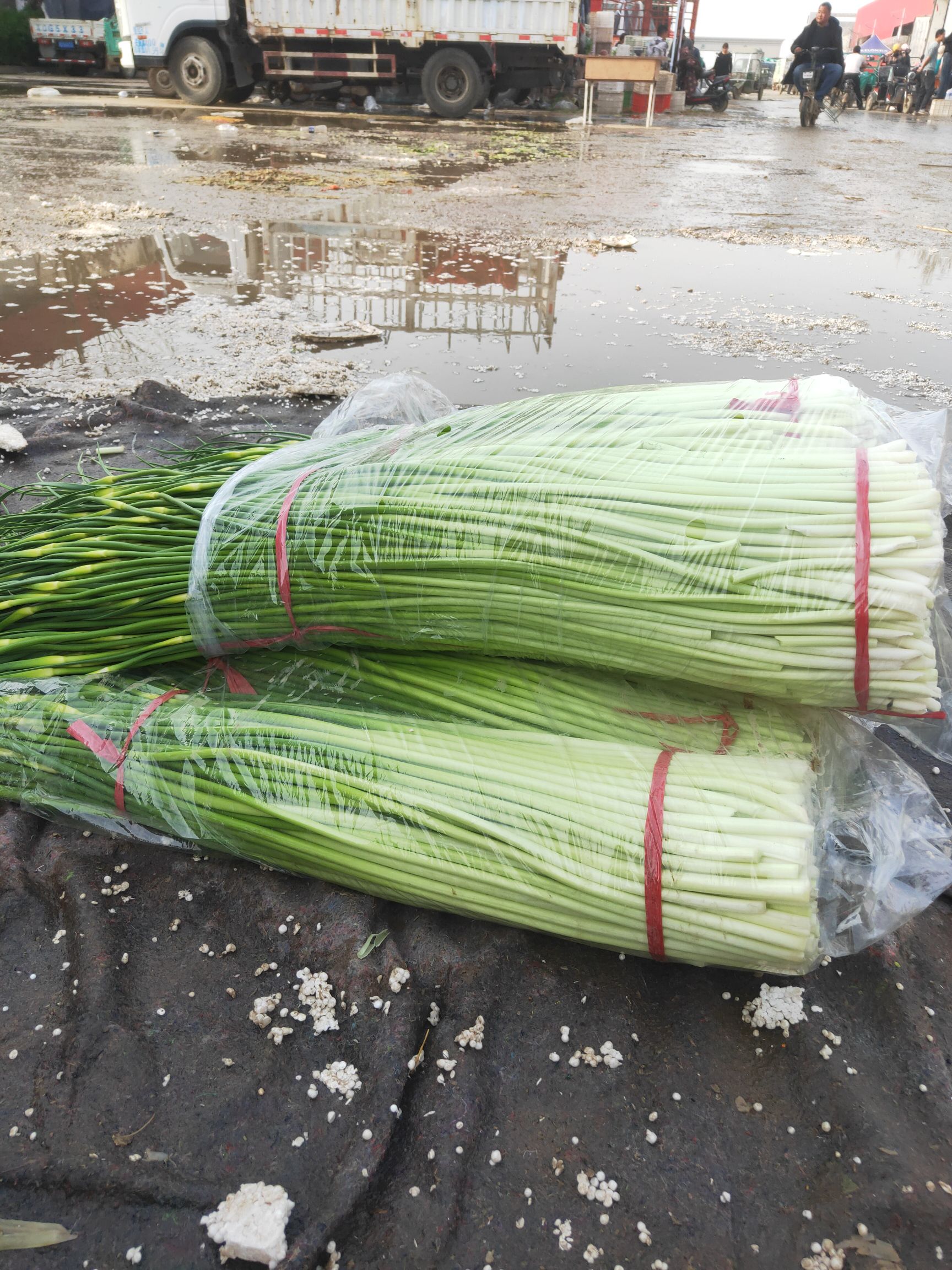 牛舌菌  河北邯郸万亩蔬菜基地。大量精品蔬菜上市中欢迎全国各大批发商超