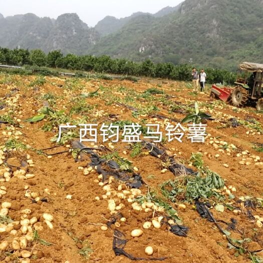 南宁迷你土豆 广西壮族自治区南宁市西乡塘区 1~2两 