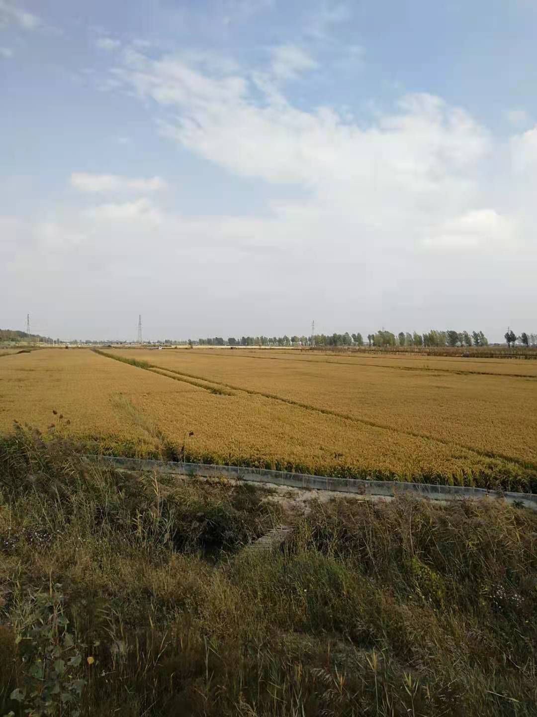 盘锦蟹苗大闸蟹苗螃蟹苗稻田蟹苗毛蟹苗淡水养殖扣蟹小螃蟹苗