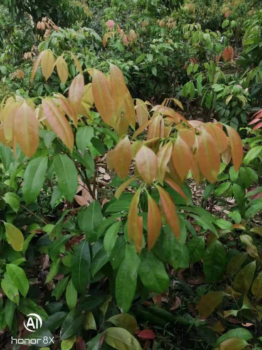 冰荔苗  冰荔嫁接两年苗 荔枝新品种 中晚熟荔枝
