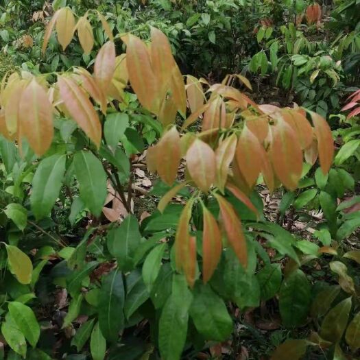 灵山县冰荔苗  冰荔嫁接两年苗 荔枝新品种 中晚熟荔枝