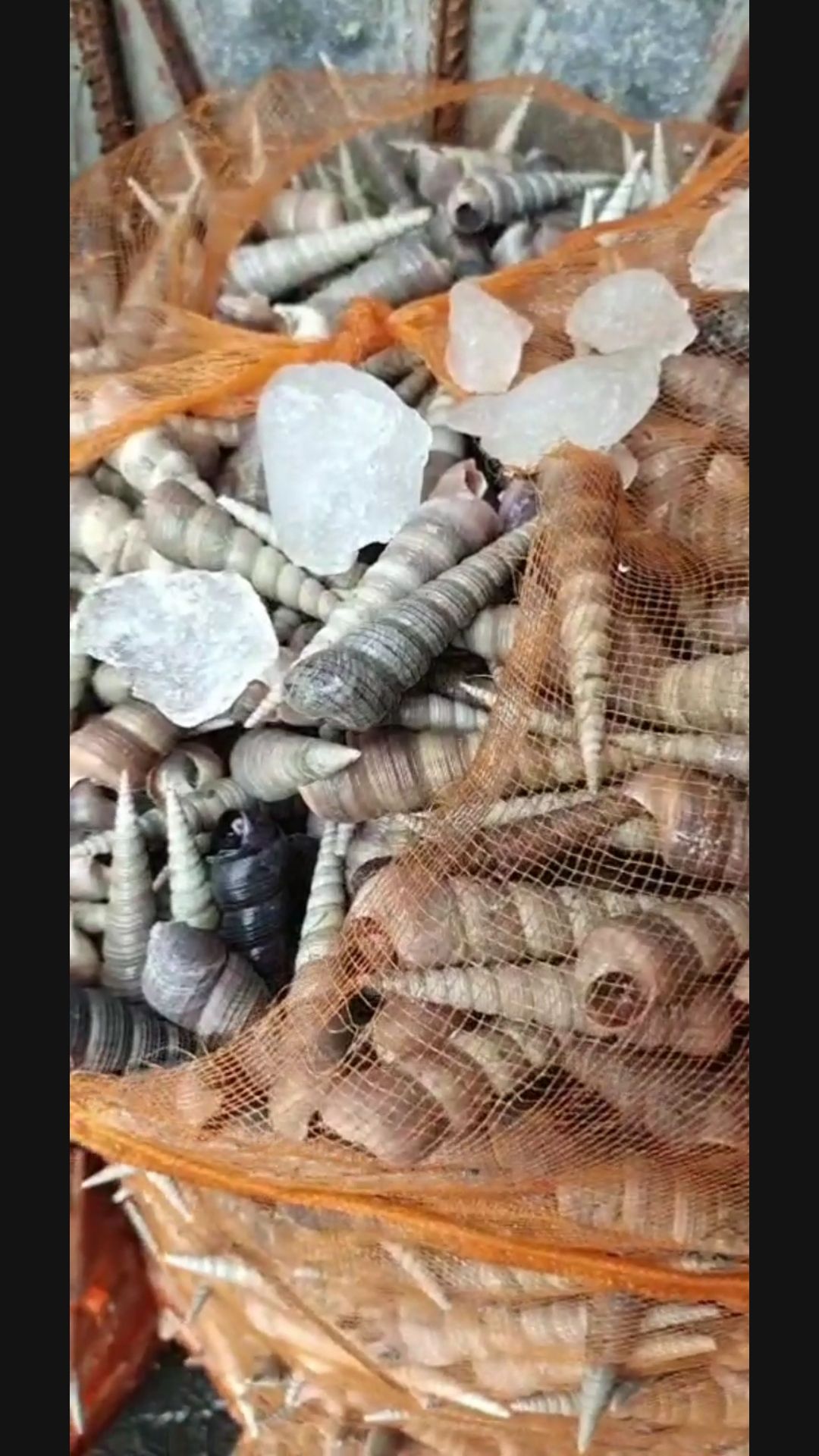 北海钉螺，长尾螺，去尾带尾都有，全年供应