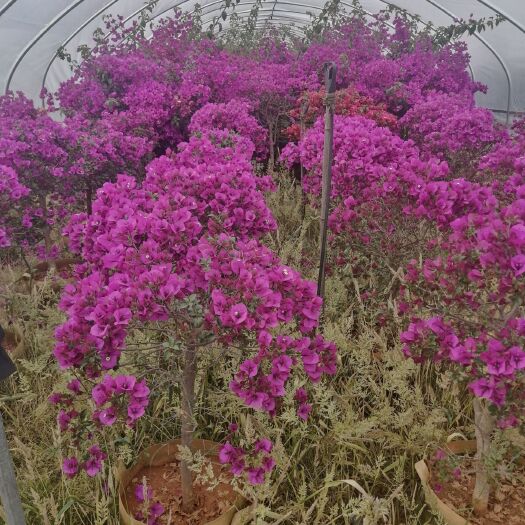 宜良县紫花三角梅 0.5~1.0米 