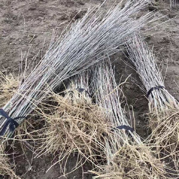 白花重瓣木槿  白木槿重瓣大花