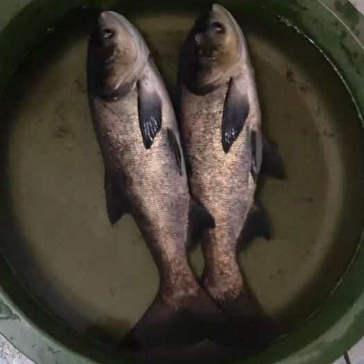 雄鱼 花鲢