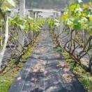 德州 厂家直销防草布_园艺地布_质优价廉