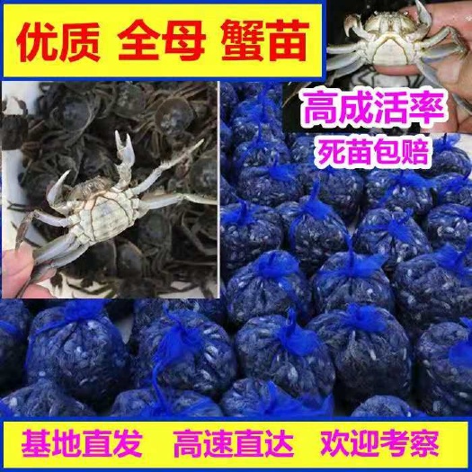 盘山县大闸蟹苗  全母蟹苗大闸蟹全母苗基地直发淡水养殖毛蟹苗稻田蟹苗