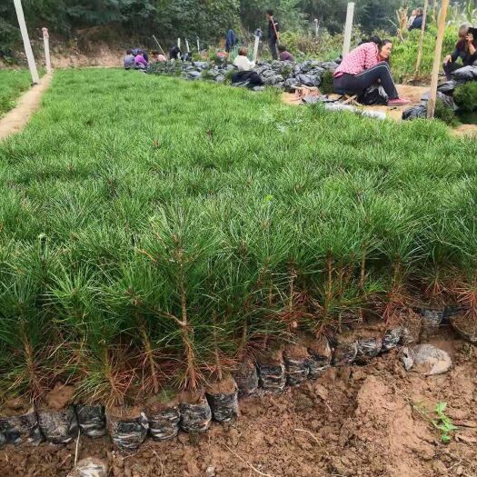 绛县白皮松苗
