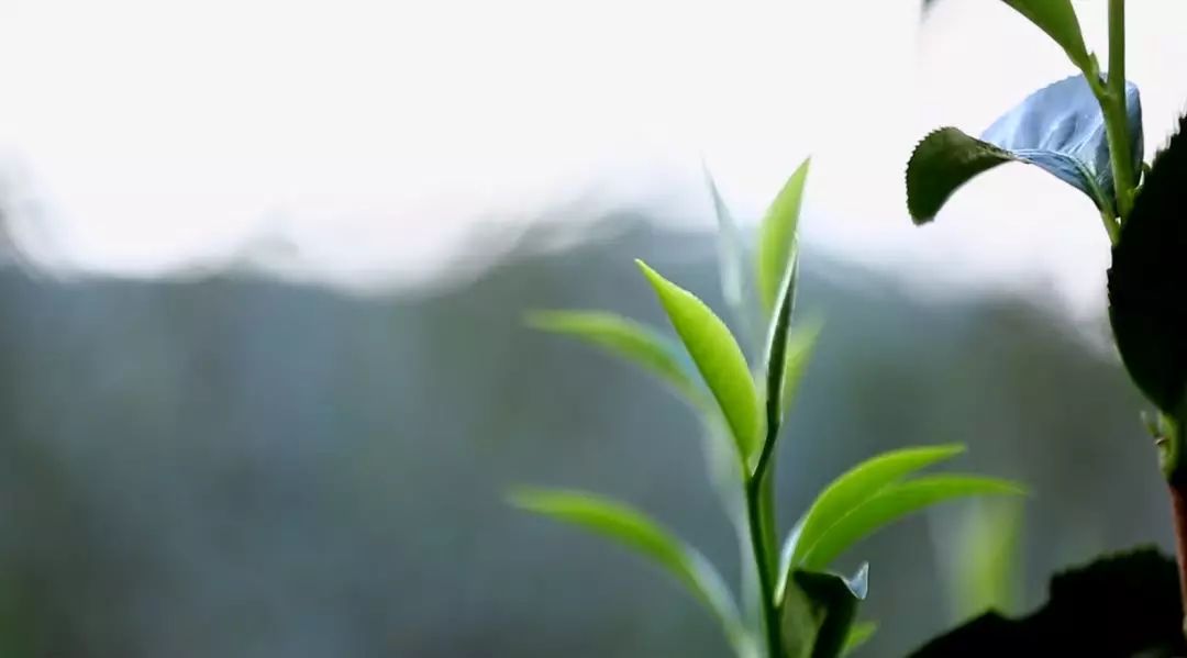 毛尖茶  张家界高山云雾绿茶。