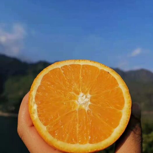 秭归县 伦晚脐橙，精品伦晚，个大皮薄，海拔低口一手货源支持视频看货
