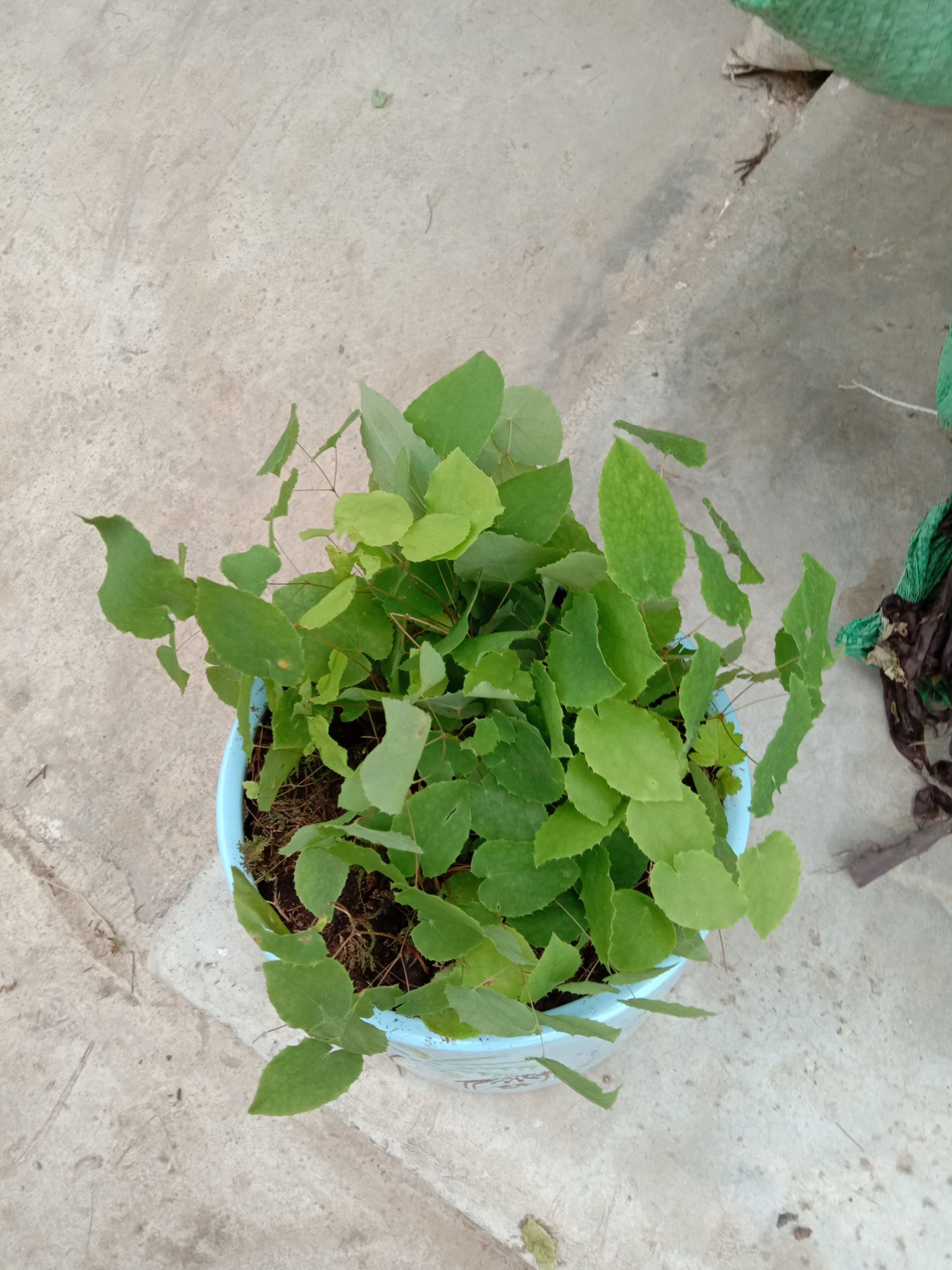 陇西县短角淫羊藿  精选高含量小叶淫羊藿。