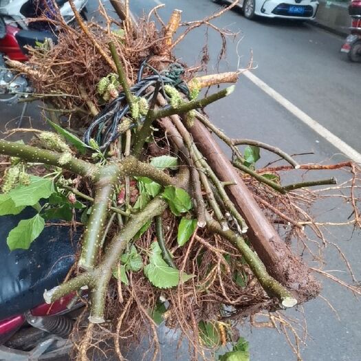 衡南县衡阳市云集向阳桥基地直供正版无籽大十果桑三年丰产树苗