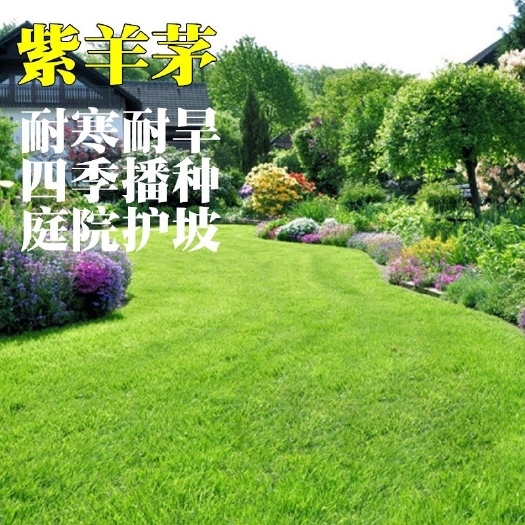郑州紫羊茅种子  紫羊茅草籽草坪种子 护坡绿化专用耐寒耐践踏 庭