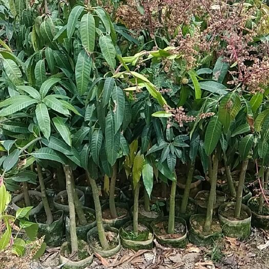 漳州金煌芒果苗  金煌芒果嫁接苗