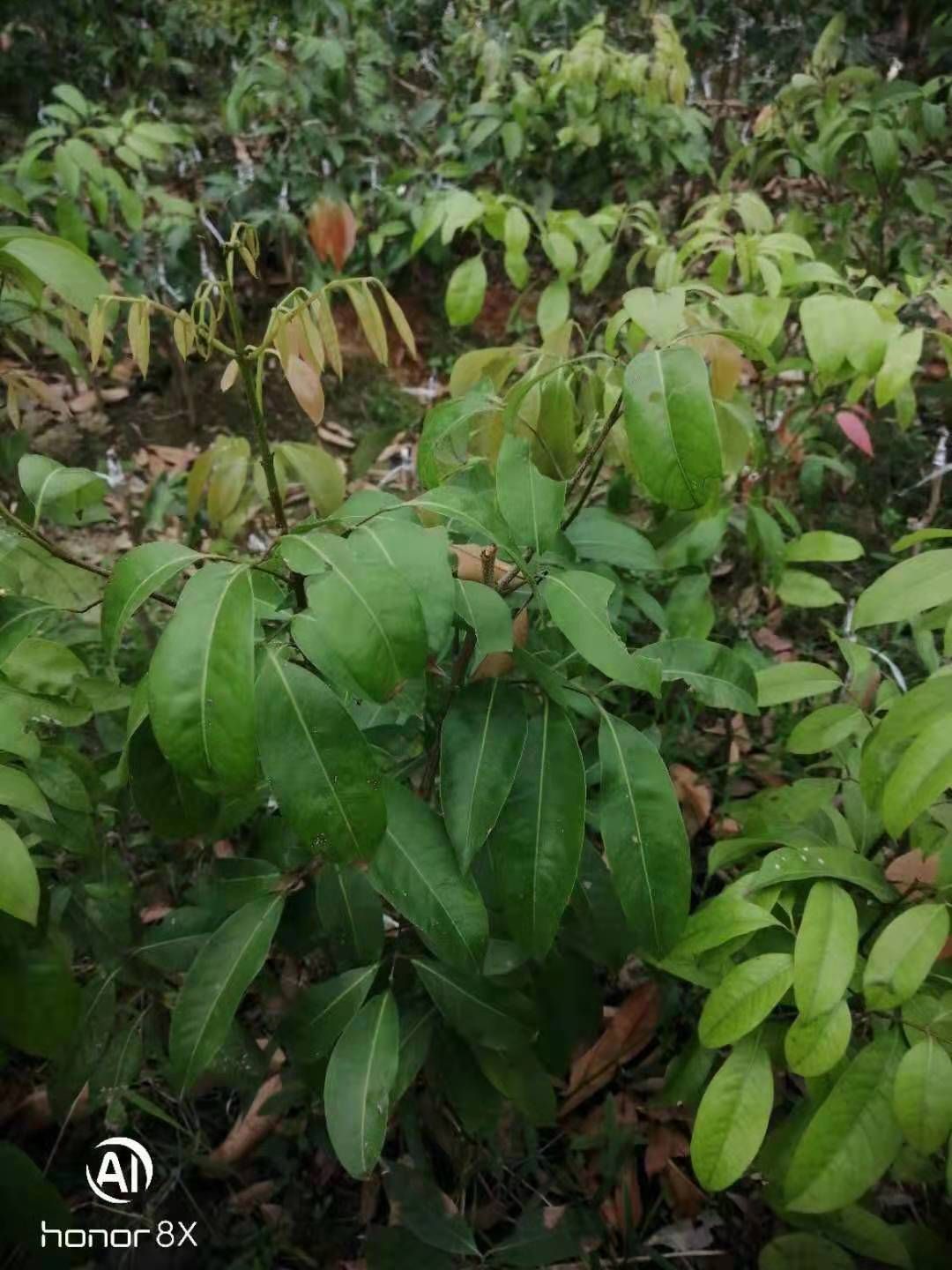 冰荔苗  冰荔嫁接两年苗 荔枝新品种 中晚熟荔枝