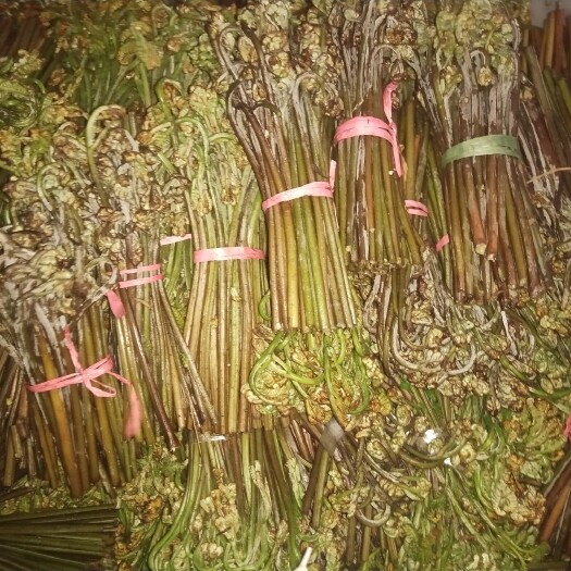 长顺县新鲜蕨菜