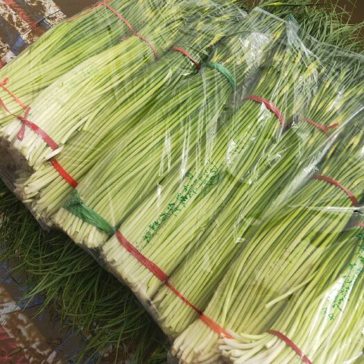 邯郸牛舌菌  河北邯郸万亩蔬菜基地。大量精品蔬菜上市中欢迎全国各大批发商超