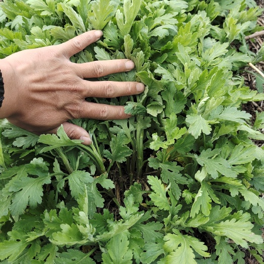 鹿邑县菊花苗  金丝皇菊苗  婺源黄菊苗