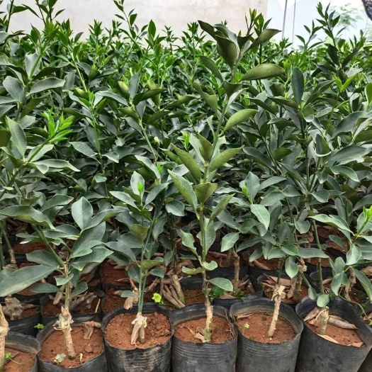 脆蜜金柑苗 脆密金桔苗，香甜可口，水多，市场稳定，