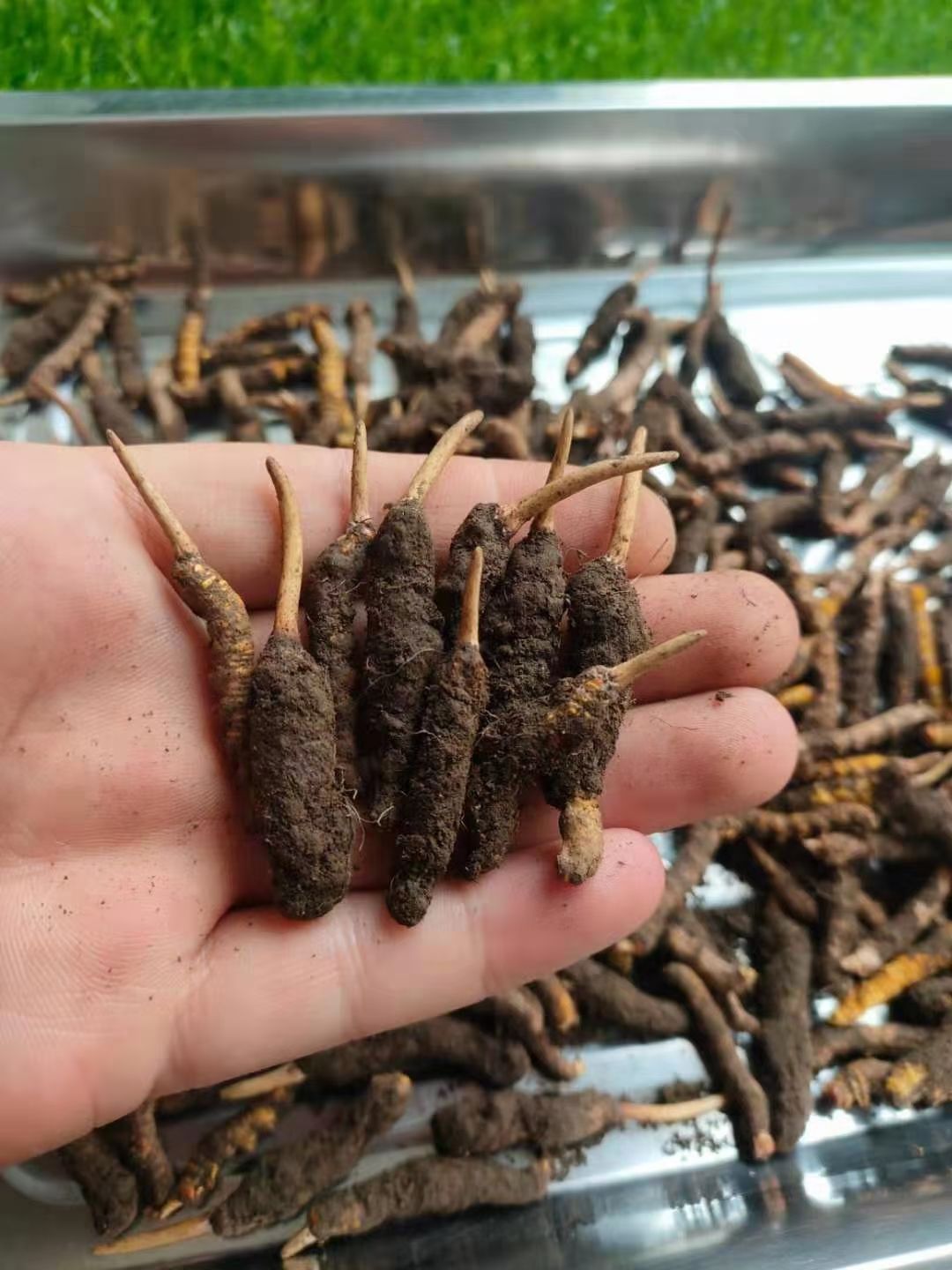 冬虫夏草  2025年青藏高原新鲜，现挖现发，顺丰空运。