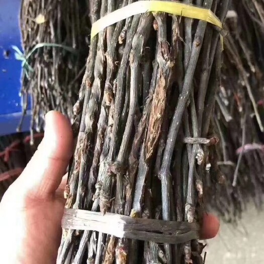 沭阳县金蝉卵枝条白蜡金蝉卵枝条，孵化室专门孵化