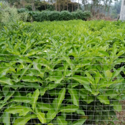 玉林脐橙树苗 嫁接苗 1~1.5米