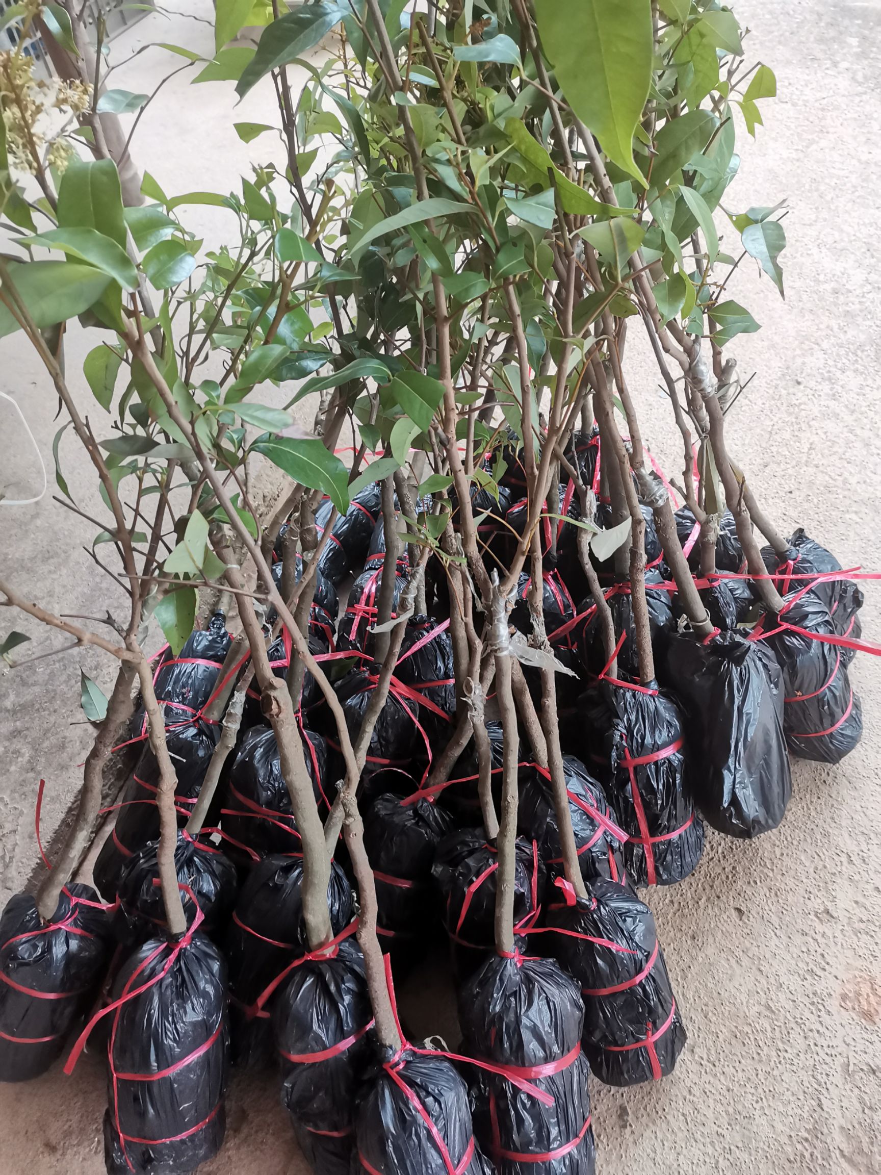冰荔苗  冰荔嫁接两年苗 荔枝新品种 中晚熟荔枝