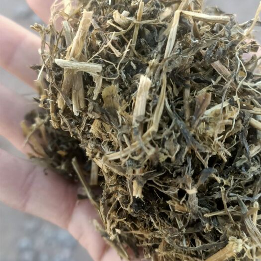 阿旗苜蓿草 苜蓿青储