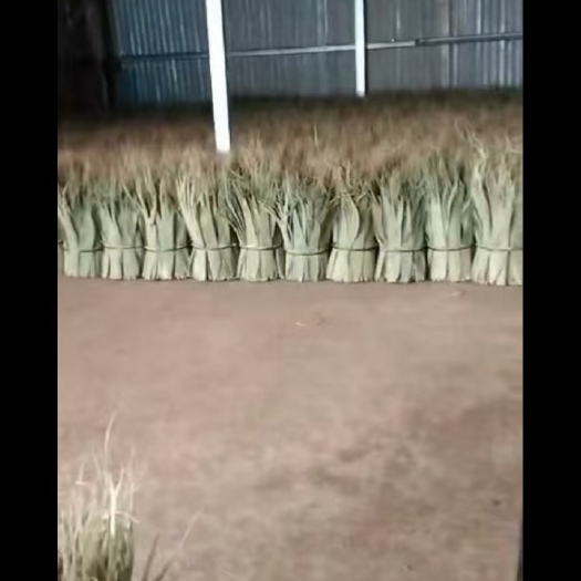 定州市芦苇叶