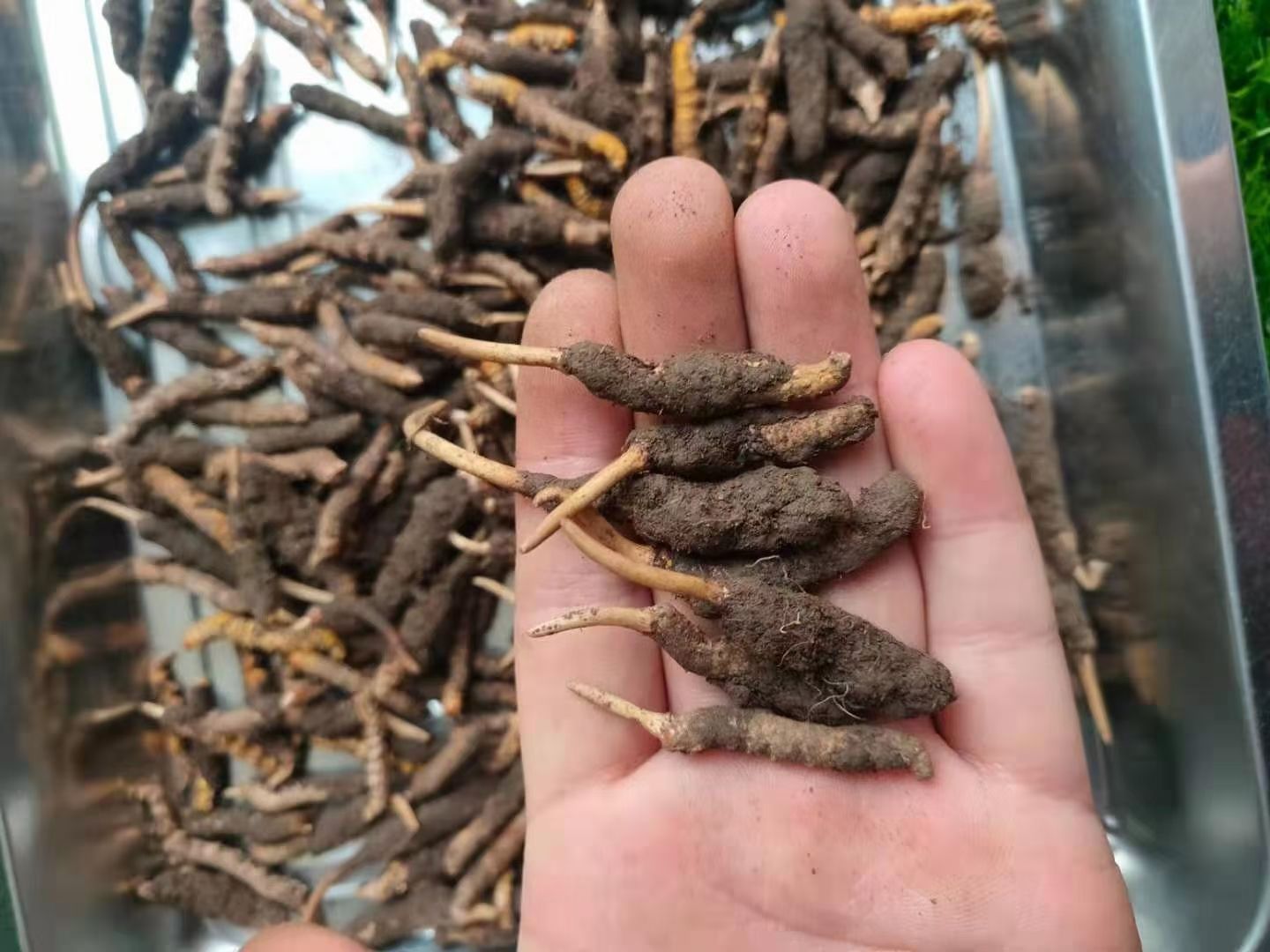 冬虫夏草  2025年青藏高原新鲜，现挖现发，顺丰空运。