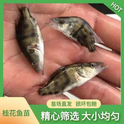 博罗县大量批发鳜鱼苗  桂花鱼苗