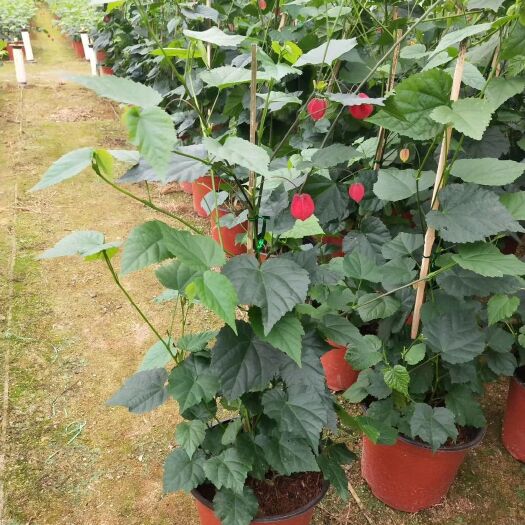漳平市藤本植物灯笼花盆栽蔓性风铃花四季开花爬藤室外庭院好养易活花卉