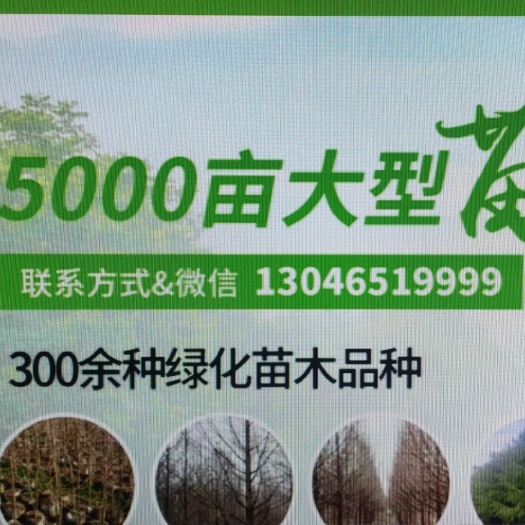 盐城黄金丁香接穗