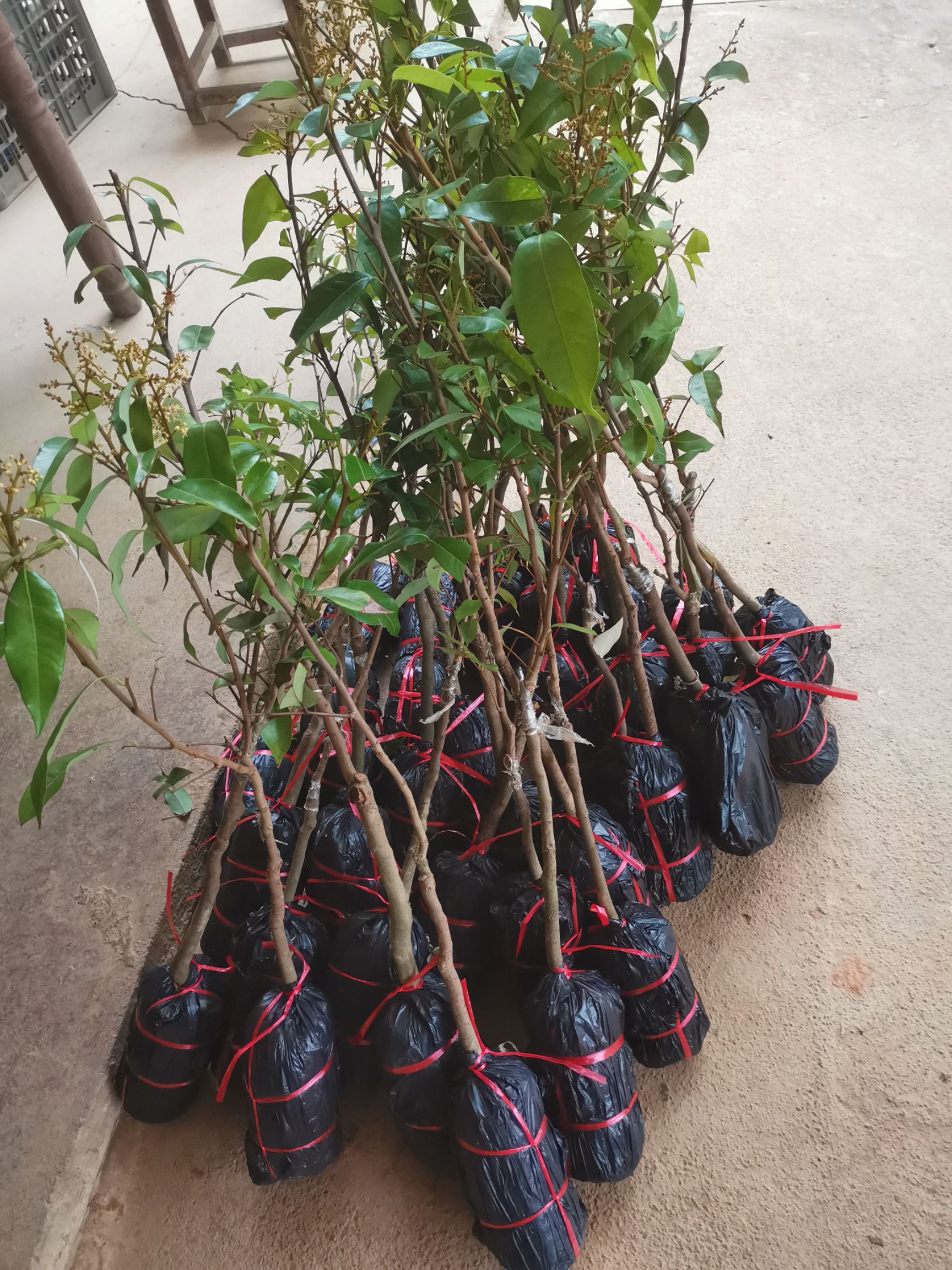冰荔苗  冰荔嫁接两年苗 荔枝新品种 中晚熟荔枝