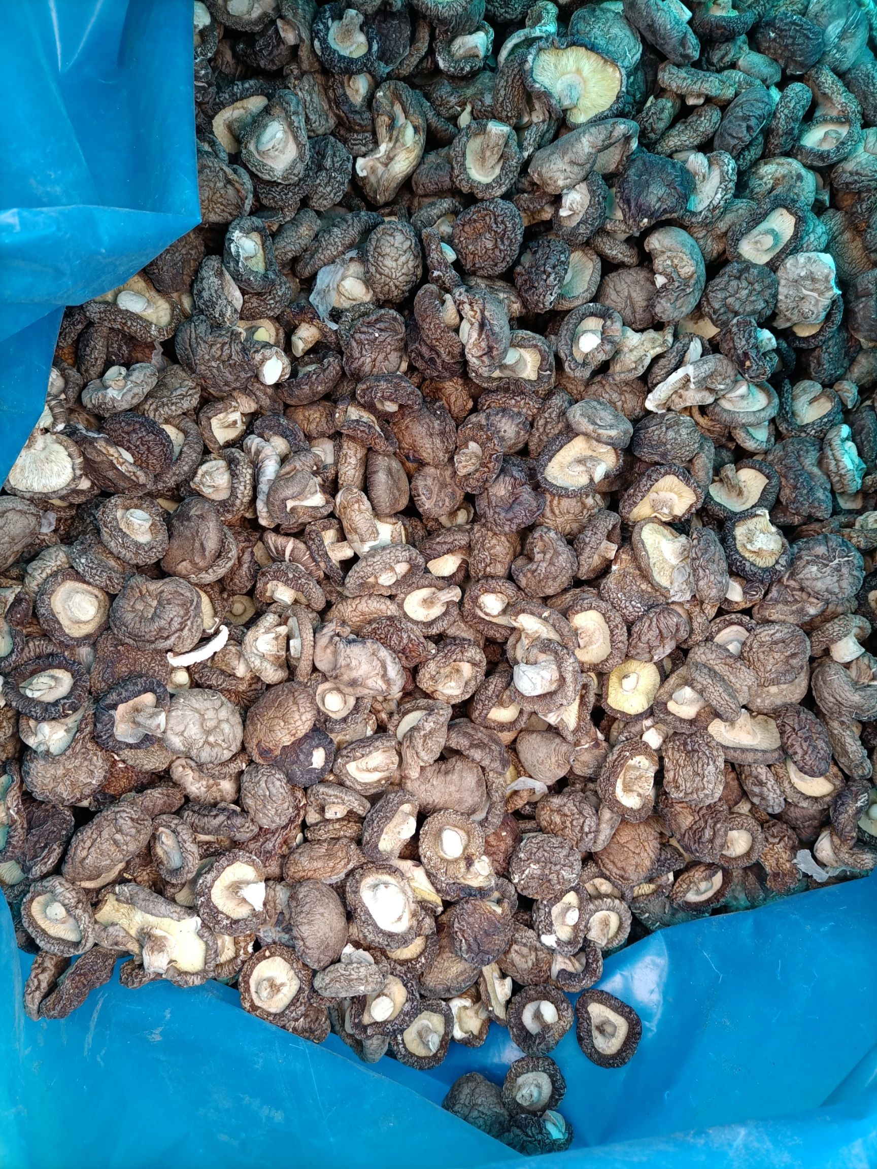 烘干香菇，各种规格型号的都有，产地直销！