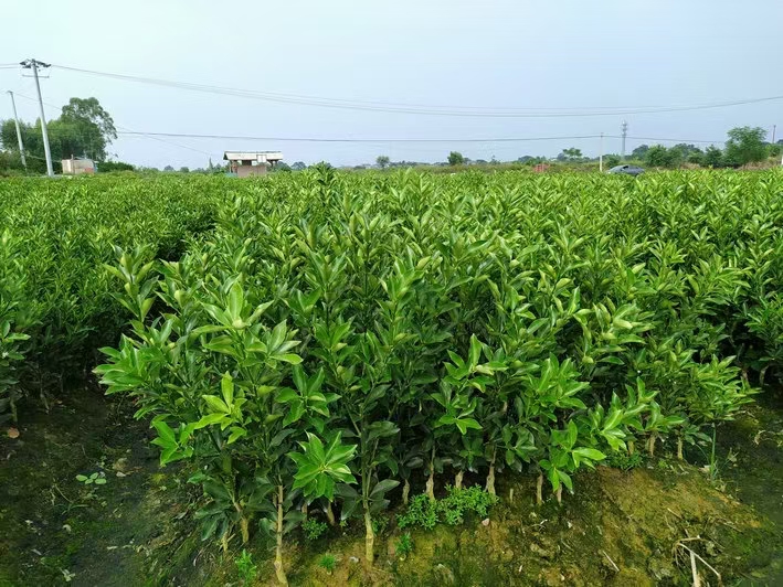 脆蜜金柑苗 脆密金桔苗，香甜可口，水多，市场稳定，