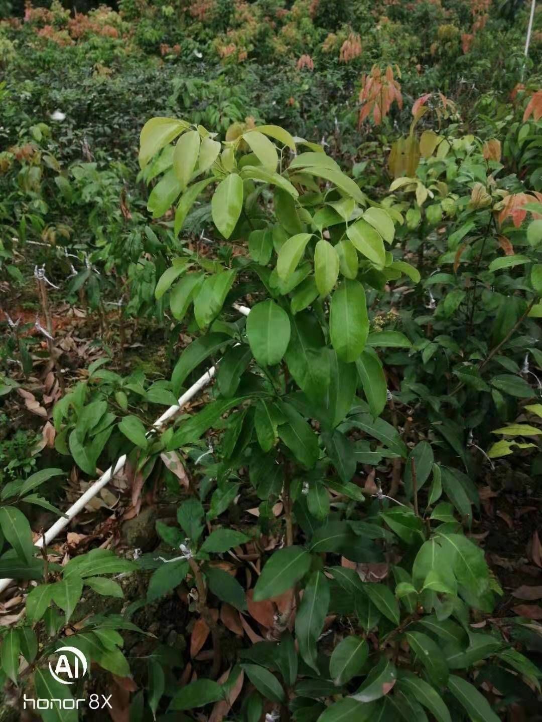 冰荔苗  冰荔嫁接两年苗 荔枝新品种 中晚熟荔枝
