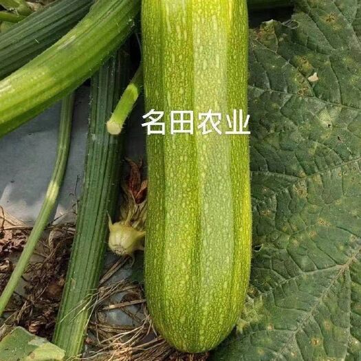 郑州 高端绿西葫芦种子，油绿型西葫芦种子 抗病力强 高产 卖价好