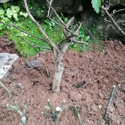 永顺县黑珍珠红继木  十年老桩可嫁接红继木素材