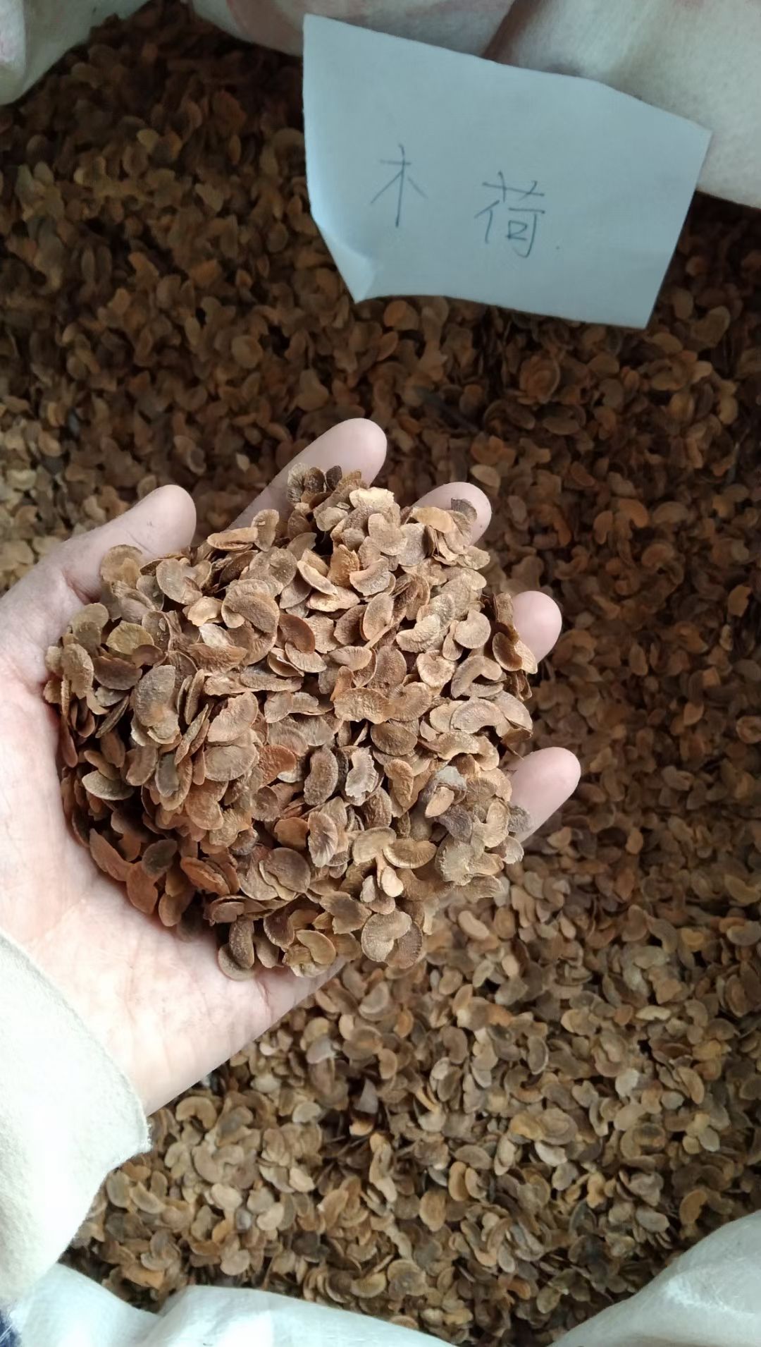 木荷种子