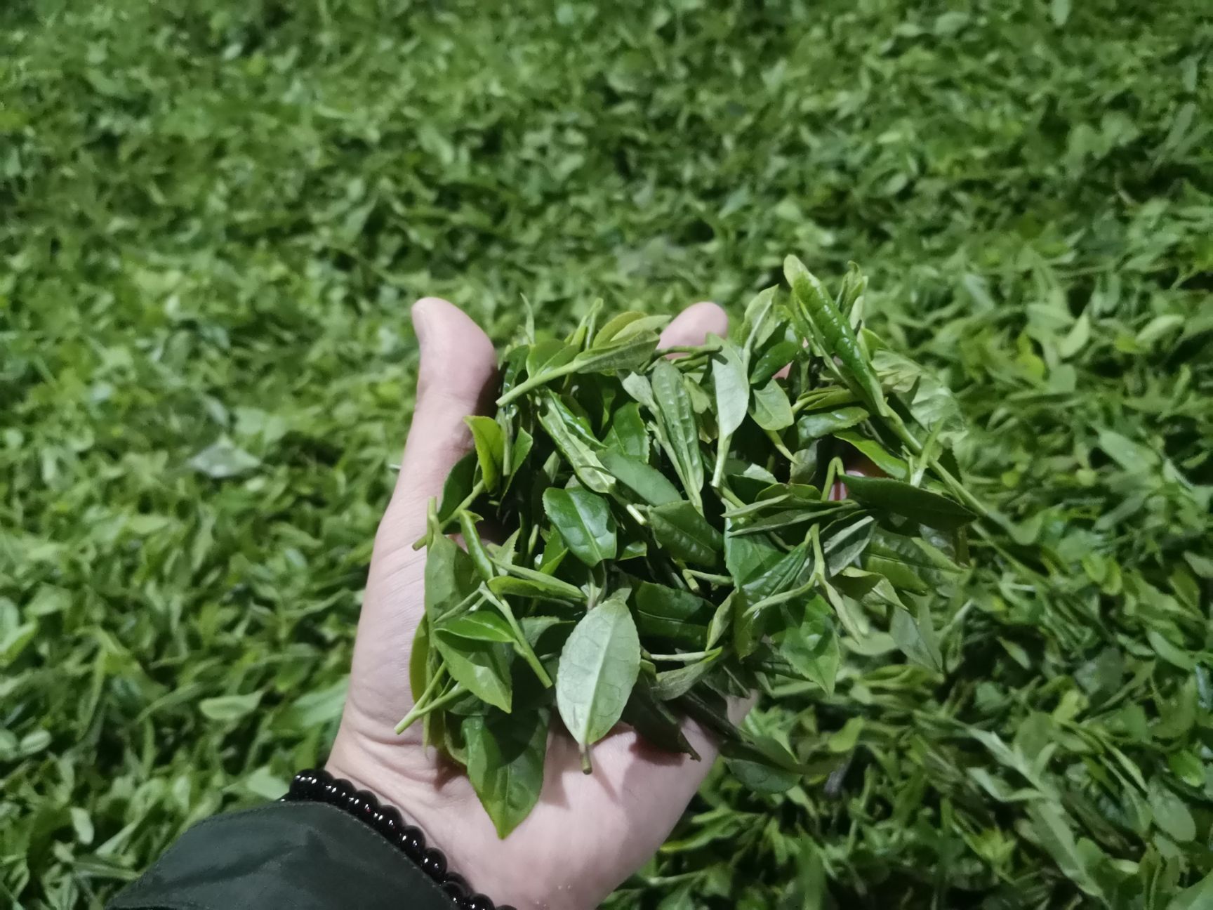 毛尖茶  张家界高山云雾绿茶。