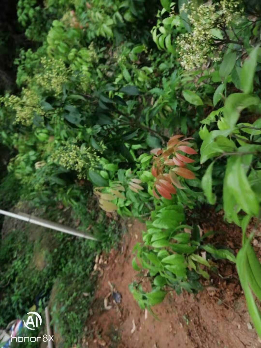 冰荔苗  冰荔嫁接两年苗 荔枝新品种 中晚熟荔枝